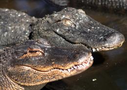 gator love